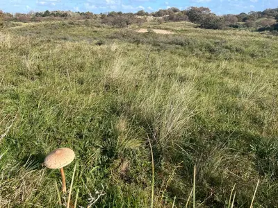 a mushroom in the middle of a field of grass at Vakantiewoning aan de Kust 16 in Egmond aan Zee