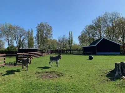 two horses standing in a field near a fence at De Porrel Polsbroek Unit met Privé Jacuzzi, Spa en Sauna in Polsbroek