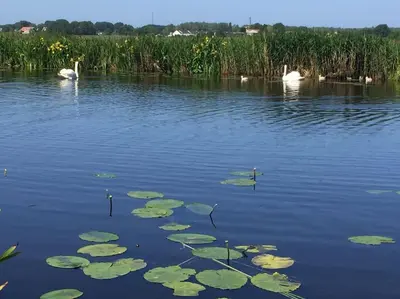 two swans and some lily pads in the water at Near Amsterdam, The Hague, Leiden and North Sea in Warmond