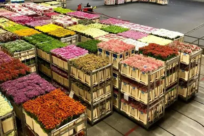 a bunch of flowers in boxes in a store at Quiet Waterloft near Amsterdam and Schiphol WS17 in Aalsmeer