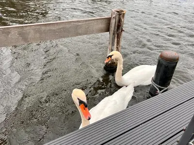 two swans in the water next to a dock at Quiet Waterloft near Amsterdam and Schiphol WS11 in Aalsmeer
