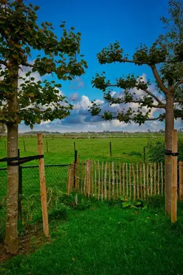 a fence in the middle of a field with a tree at Het Gouwe Boetje in Hoogwoud