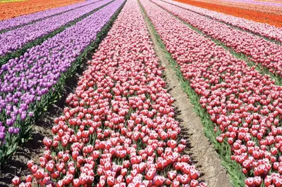 a field of pink and white tulips in a field at Cosy beach house for ocean & nature lovers in Noordwijk