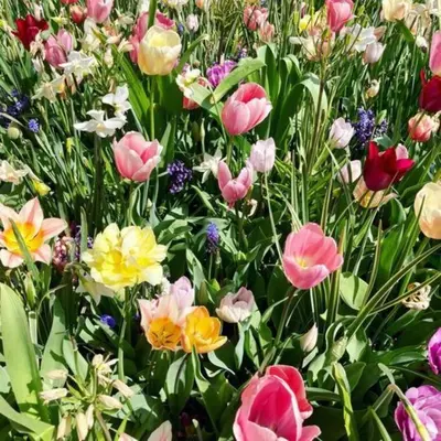 a bunch of colorful flowers in a field at Cosy beach house for ocean & nature lovers in Noordwijk