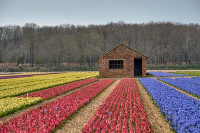 a field of flowers with a building in the middle at Bed and Breakfast Geliefd in Voorhout