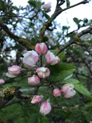 a bunch of pink flowers on a tree at Bed en Breakfast In het Fruit in Zuidoostbeemster