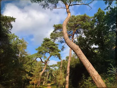 a group of tall trees on a dirt road at Heerlijk Huisje in Bergen in Bergen