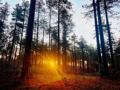 a forest with the sun shining through the trees at Heerlijk Huisje in Bergen in Bergen