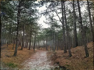 a dirt road in a forest with trees at Heerlijk Huisje in Bergen in Bergen