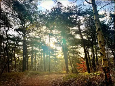 a forest with the sun shining through the trees at Heerlijk Huisje in Bergen in Bergen