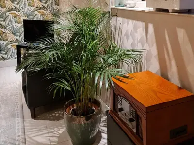 a potted plant in a vase next to a table at Klein Middelweg in Uitgeest