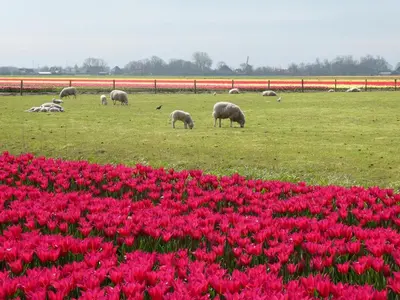 a herd of sheep grazing in a field with flowers at Het Zeepaardje in Dirkshorn