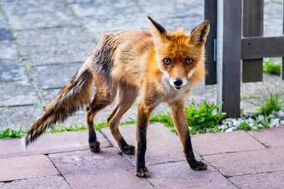 a fox walking on a sidewalk next to a bench at Tiny House in de duinen van IJmuiden aan Zee in IJmuiden