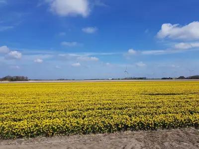 a field of yellow flowers with a windmill in the background at NEU! Ferienhaus Zijper 24 in Burgerbrug