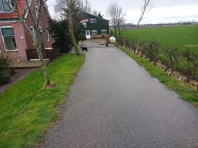 a cat walking down a road in front of a house at boerenskuur De Bedstee groen in Assendelft