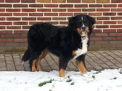 a black and brown dog standing in the snow at boerenskuur De Bedstee groen in Assendelft