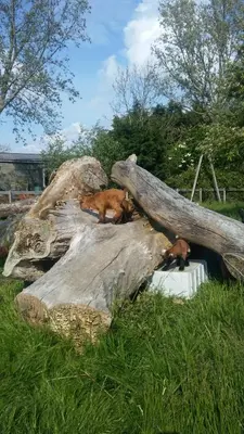 two dogs laying on top of a large tree trunk at boerenskuur De Bedstee groen in Assendelft