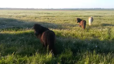 three horses standing in a field of grass at boerenskuur De Bedstee groen in Assendelft