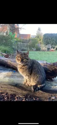 a cat sitting on the ground in a yard at Villa Boho Beach in Bergen