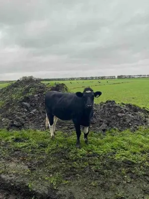 a black cow standing in a field of grass at The Meetinn in Waverveen