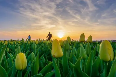 two people riding bikes in a field of flowers at La Siesta Noordwijk Zee in Noordwijk