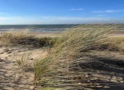 a sandy beach with tall grass and the ocean at Studio aan Zee op 150 Meter van Strand in Egmond aan Zee