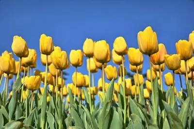 a bunch of yellow tulips in a field at Studio aan Zee op 150 Meter van Strand in Egmond aan Zee