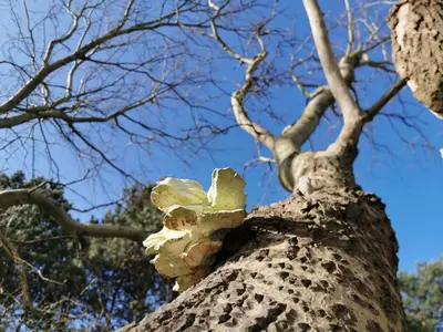 a tree with a white flower on it at Blue Wave in Egmond aan Zee