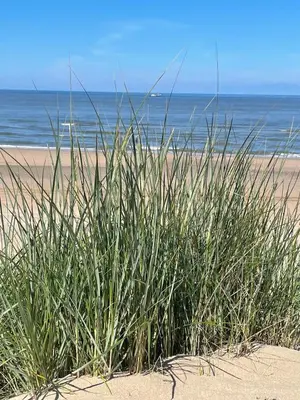 a patch of grass in the sand on a beach at SATORI LODGE near the Dunes & the Beach in Zandvoort