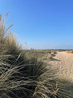 a field of tall grass next to a sandy beach at SATORI LODGE near the Dunes & the Beach in Zandvoort