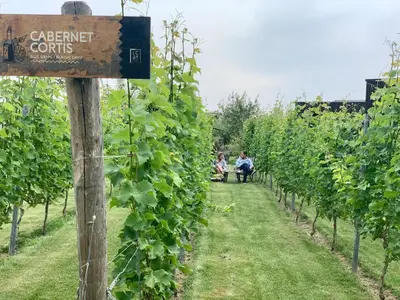 a row of vines with people sitting on a bench in a vineyard at Life Contains Beautiful Things in Almere