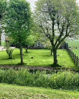 a group of trees in a field of grass at De hoftuin Ilpendam appartement in Ilpendam