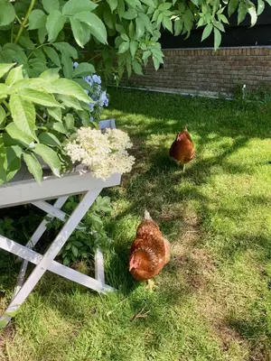 two chickens standing in the grass next to a bench at De hoftuin Ilpendam appartement in Ilpendam