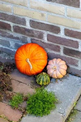 three pumpkins sitting next to a brick wall at De oude walnoot in Sint Pancras