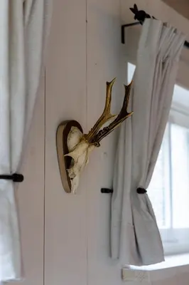 a skull hanging on a wall next to a window at De oude walnoot in Sint Pancras