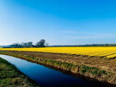 a field of yellow tulips next to a river at Modern guest house. in Bergen
