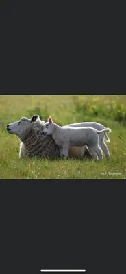 a figurine of a dog laying on a sheep at Het Buitenleven in Spaarndam