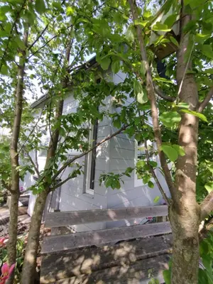 a white house through the trees at Tuinhuisje in het groen in Almere