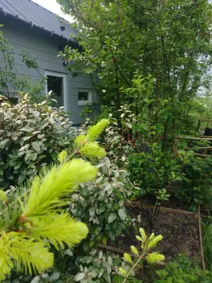 a garden with trees and plants in front of a house at Tuinhuisje in het groen in Almere
